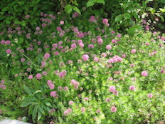 Referenzbild von Gartengestaltung Wiesenfeld