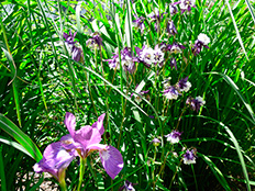 Referenzbild von Gartengestaltung Wiesenfeld