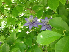 Referenzbild von Gartengestaltung Wiesenfeld